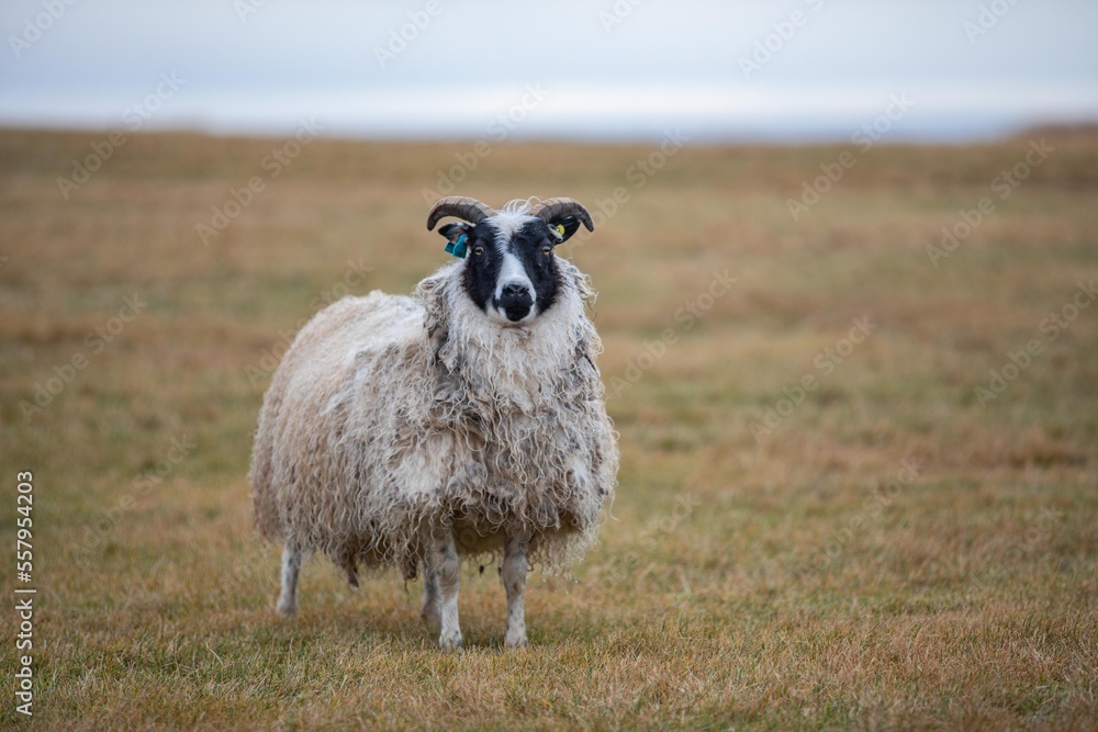 Mouton Islandais