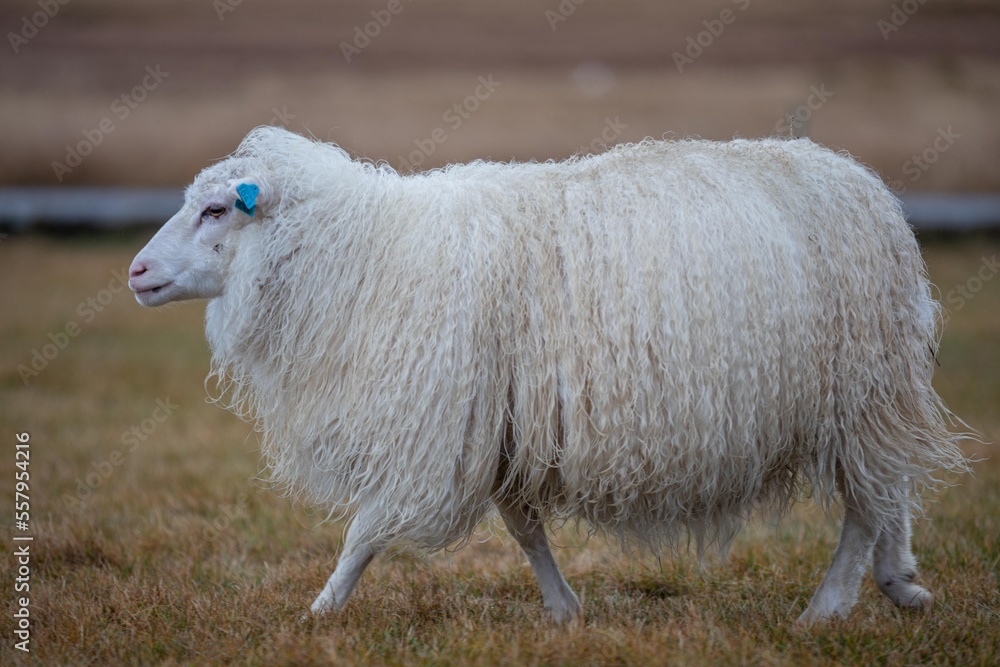 Mouton Islandais