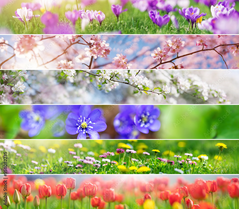 Collage of the panoramic photos of the different spring flowers and blossoming trees.