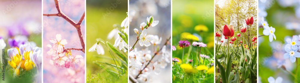 不同春花和开花树木的特写照片拼贴。