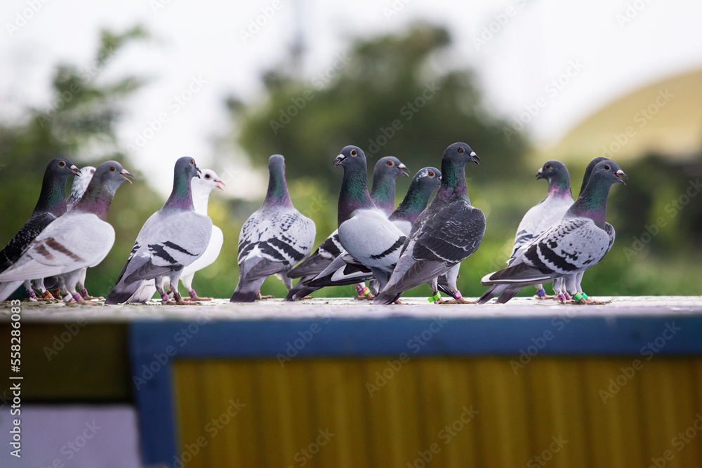 group of homing pigeon standing on home trap