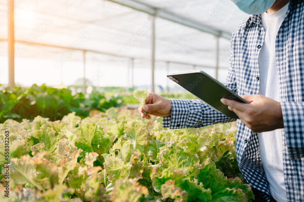 农夫正在寻找有机蔬菜，手里拿着平板电脑检查订单或农场质量。