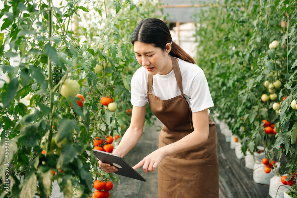 farmer woman watching organic tomatoes using digital tablet in greenhouse, Farmers working