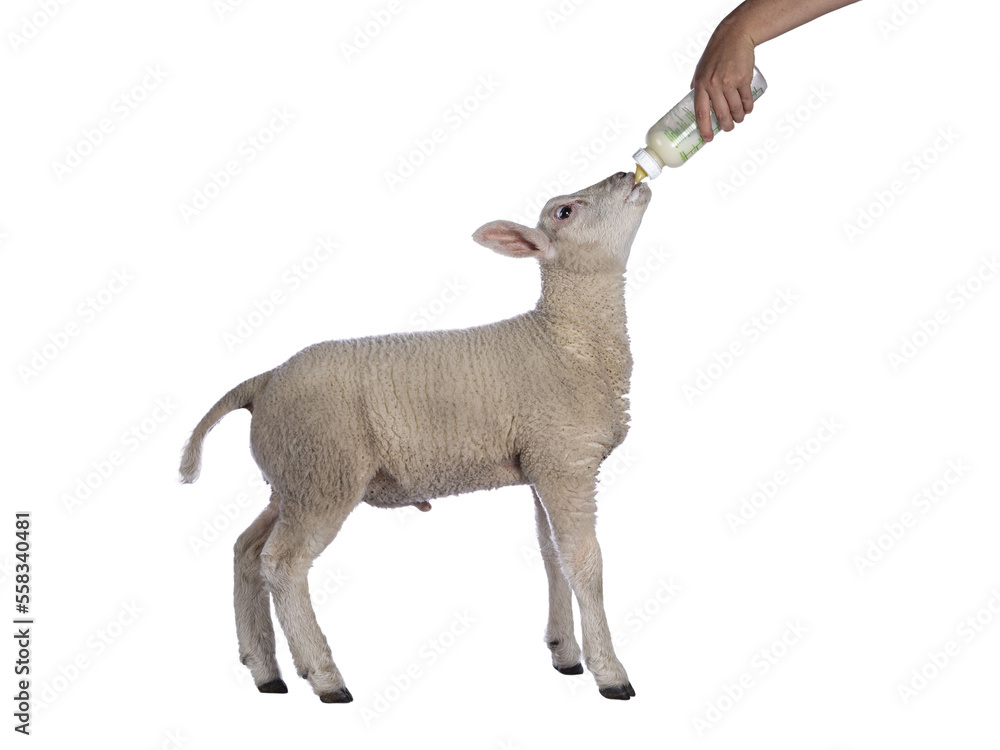 Cute little Texel lamb, standing side ways drinking milk from bottle. Isolated cutout on transparent