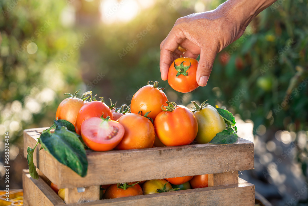 Farmers hands are picking fresh tomatoes into wooden crates placed in a tomato farm.