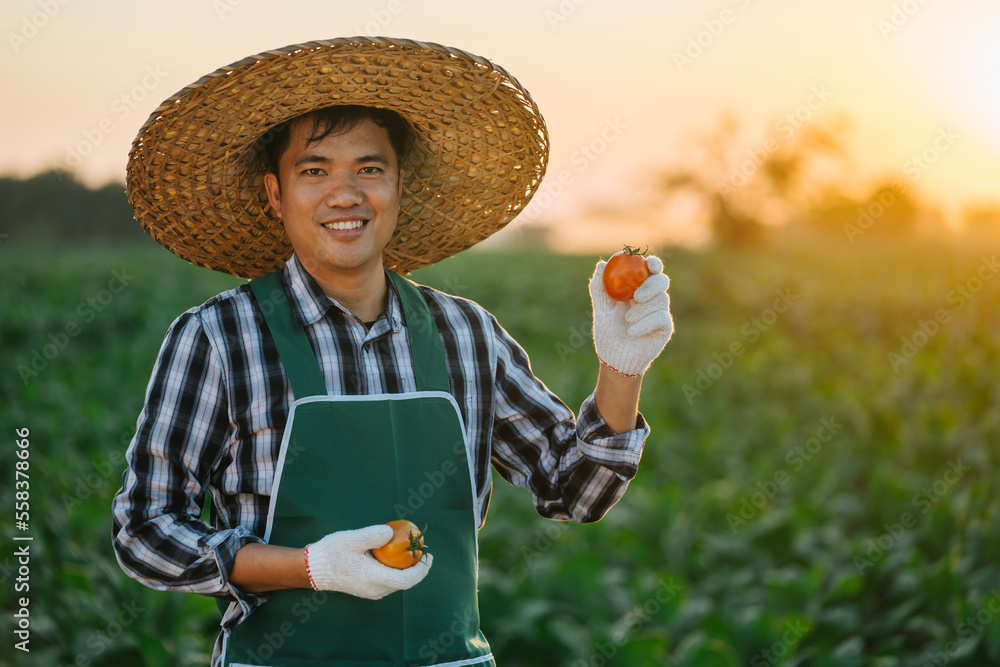 Asian Farmer holding fresh tomatoes at sunset. Food, vegetables, agriculture.