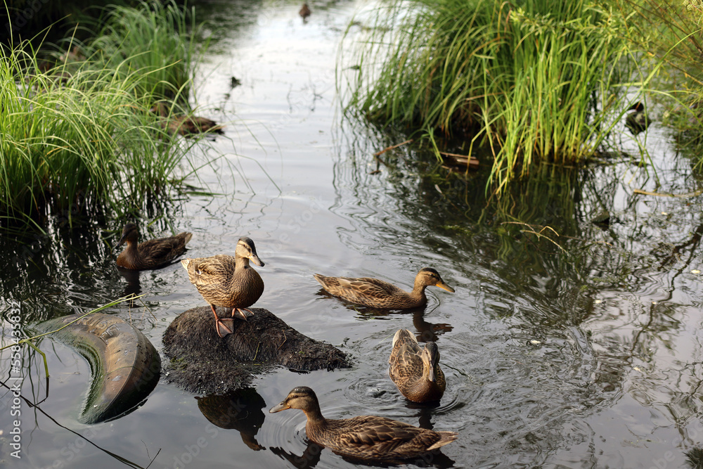 草地池塘上的一群野鸭