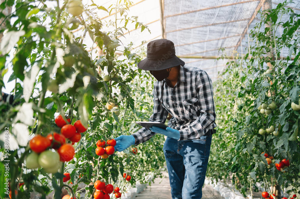 亚洲农民在温室里观看有机番茄，农民在智能农业中工作