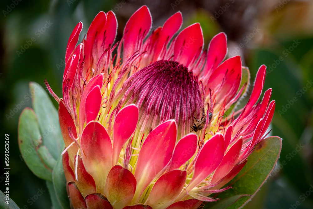 Closeup of a protea sp. flower and bee. Hermanus, Whale Coast, Overberg, Western Cape, South Africa.