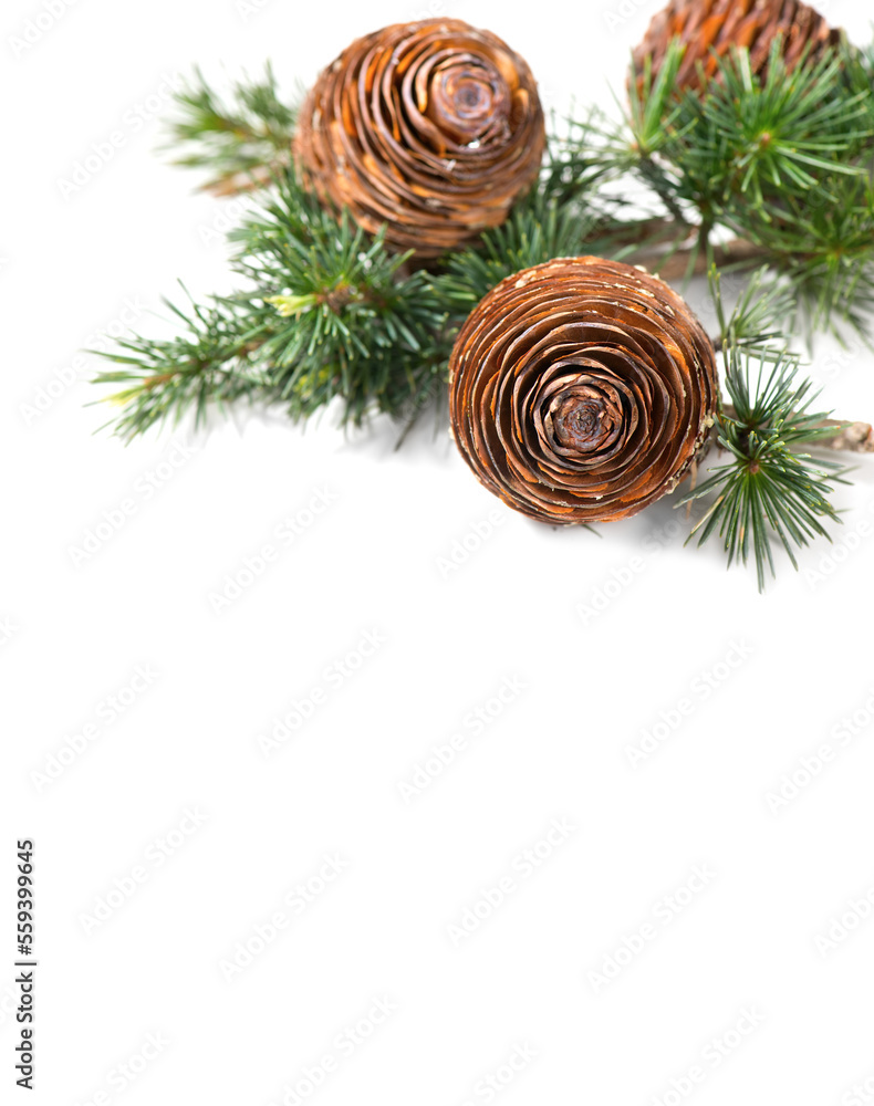 Cedar tree, Deodar branch with cones isolated on white background. Beautiful border art design. Clos