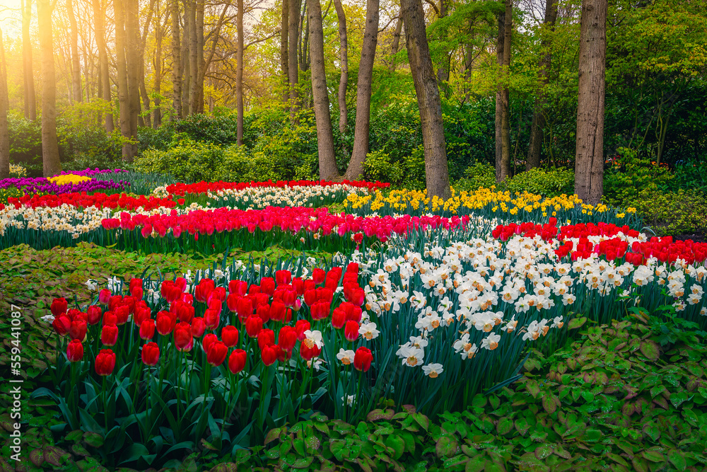 荷兰日落时盛开着各种五颜六色的春花的花园