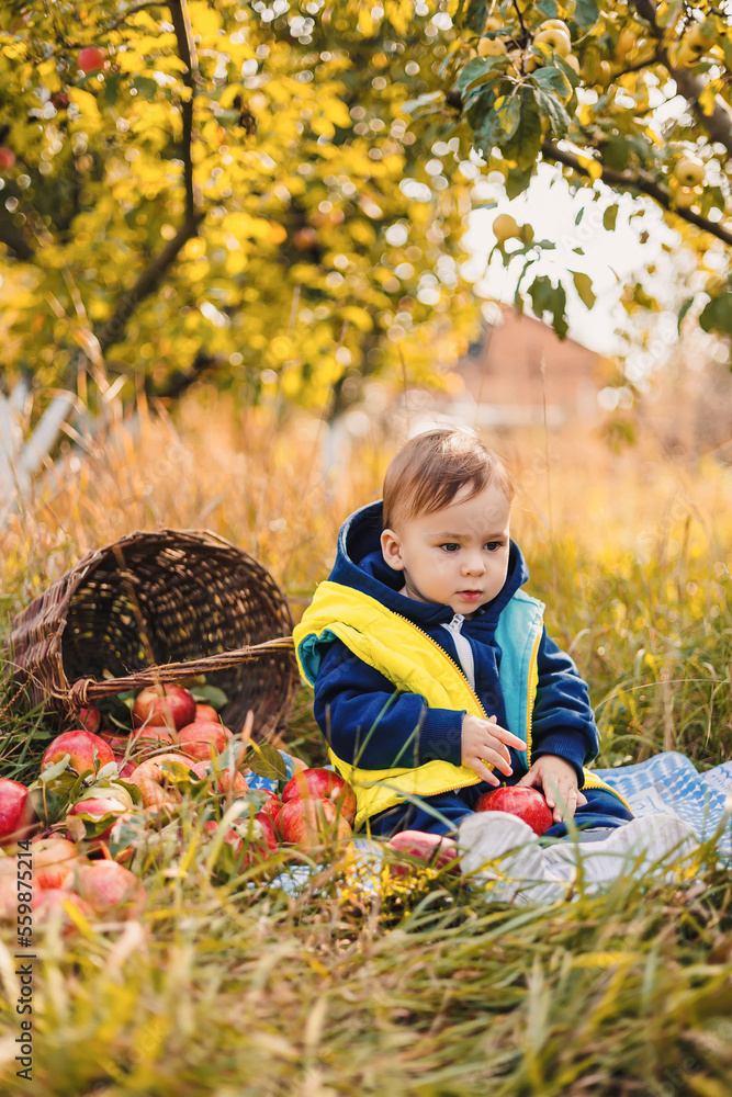 收获苹果。可爱的小男孩在花园里帮忙，在篮子里摘苹果。家庭福