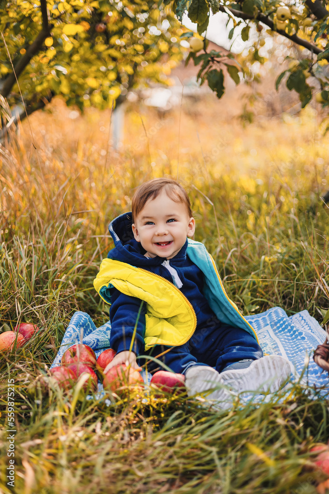 Adorable baby boy picking fresh ripe apples in fruit orchard. Children pick fruits from apple tree. 