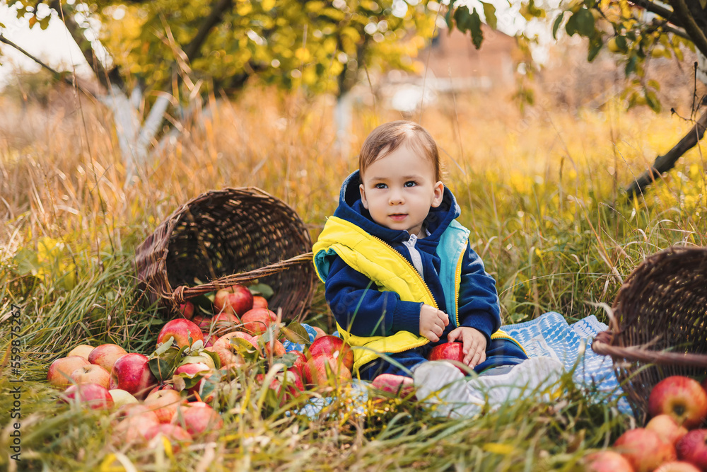 Cute little boy eating a red apple in the autumn garden. Baby boy picking apples in the orchard.