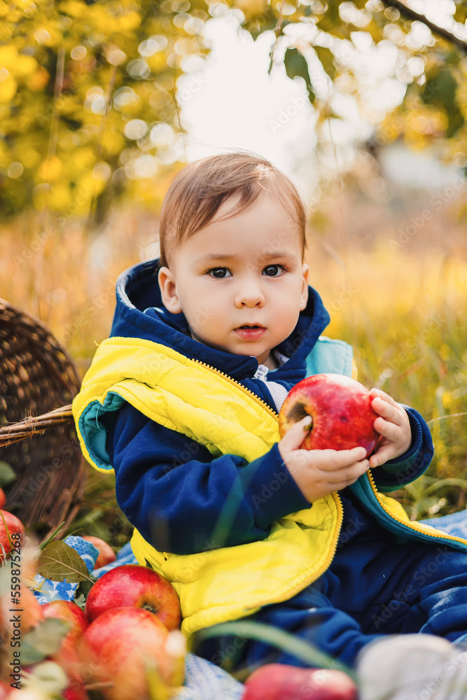 Cute little boy eating a red apple in the autumn garden. Baby boy picking apples in the orchard.