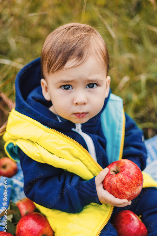 可爱的蹒跚学步的男孩在果园里采摘和吃新鲜的有机红苹果。收获苹果。