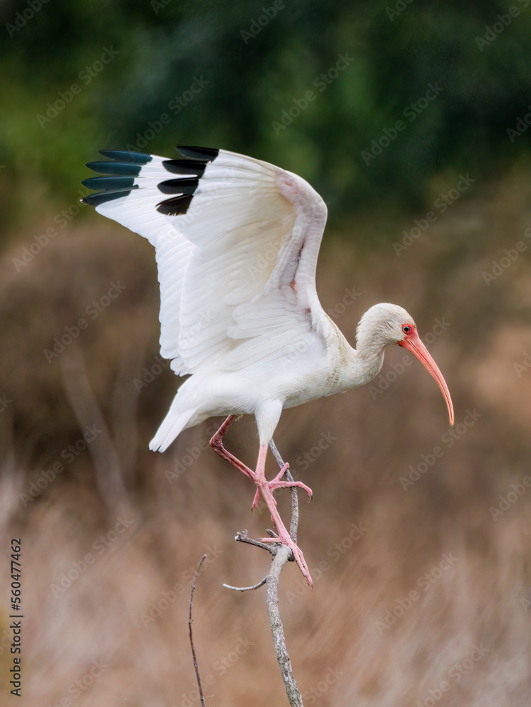 american white ibis perched on a slim tree branch in the middle of the marsh