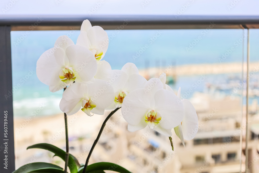 阳台上的白兰花，特写