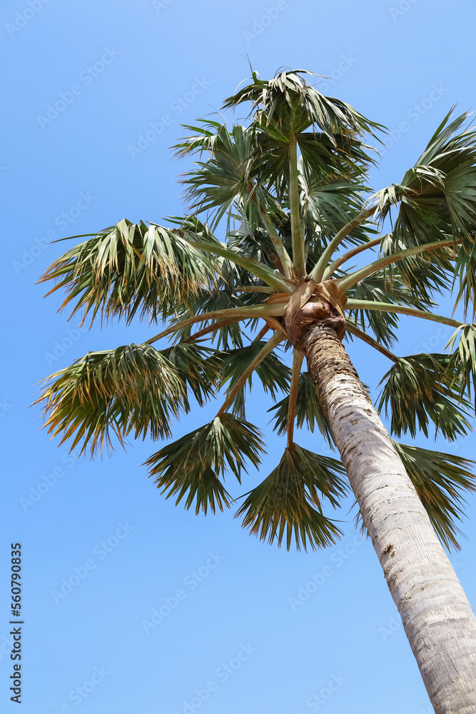 Beautiful palm tree against blue sky