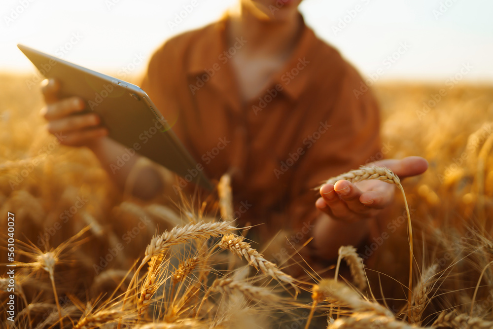 Farmer- woman  on a wheat field with a tablet in his hands. Smart farm. Agriculture, gardening or ec