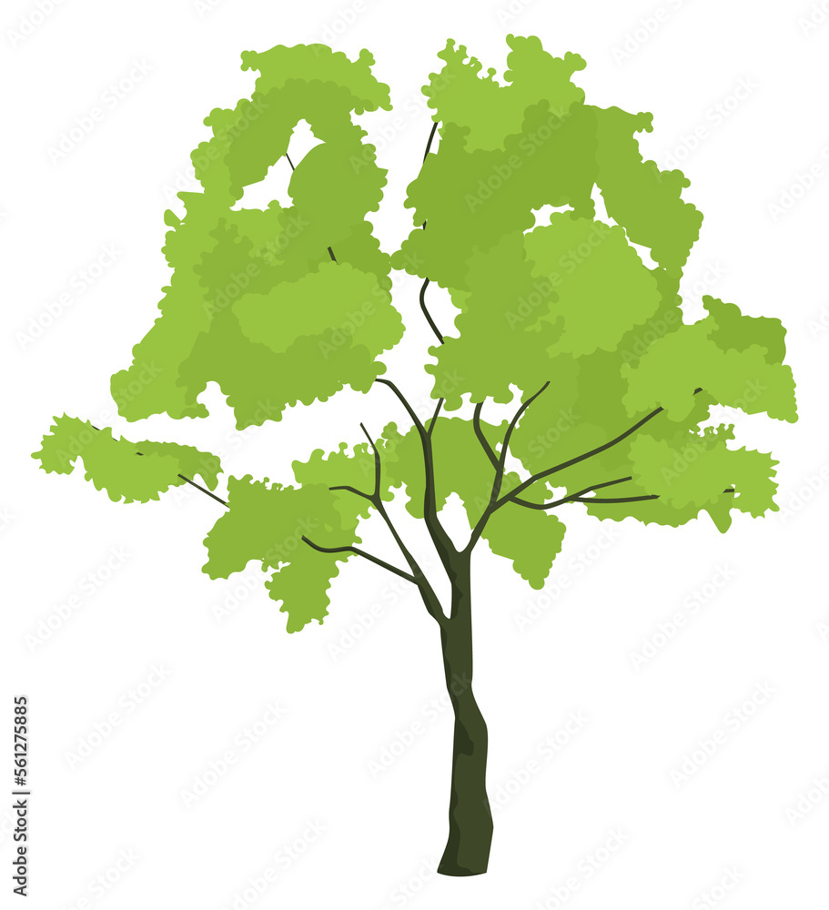 林登树。绿色花园植物自然象征