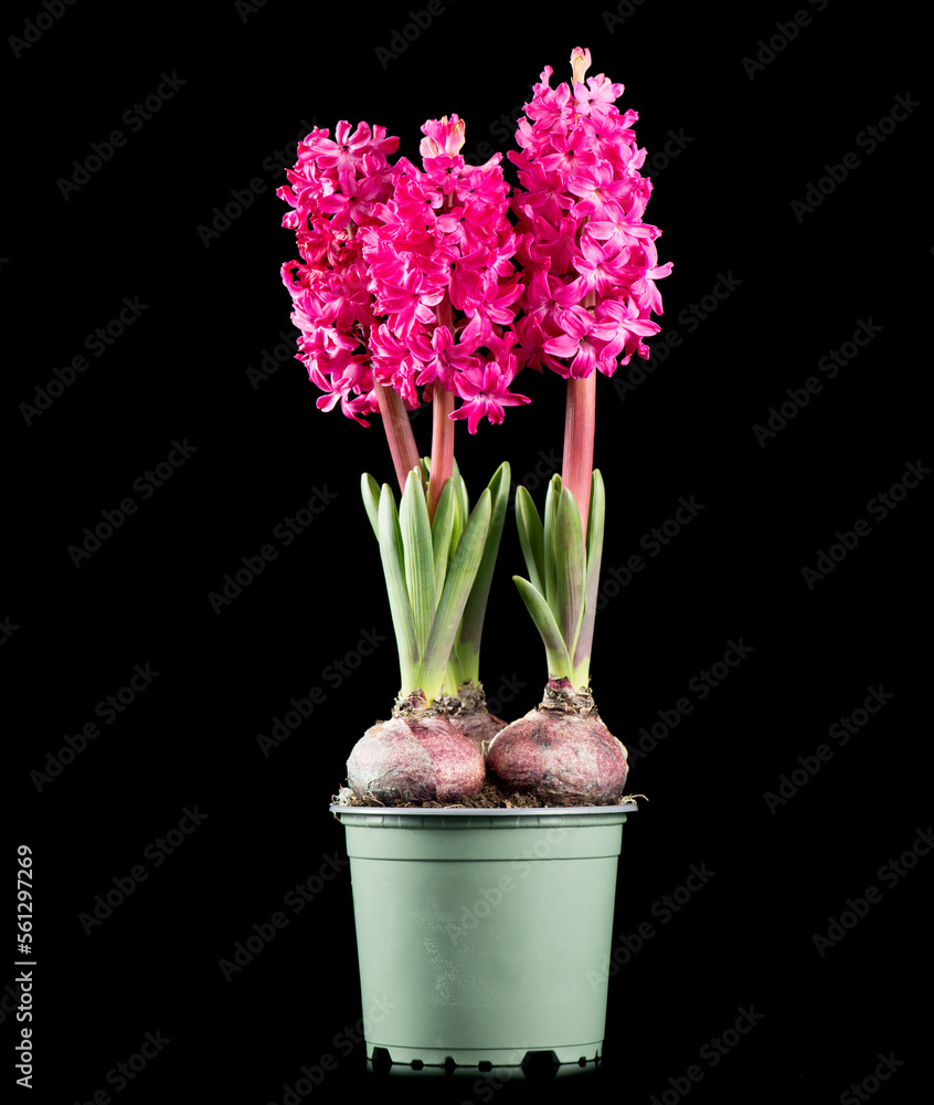 风信子紫色的花朵生长在一个花盆里，孤立在黑色背景上。散发着美丽的春天气息。