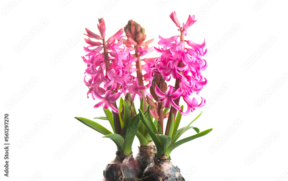 Hyacinth purple flowers growing in a pot, isolated on white background. Beautiful scented spring blo