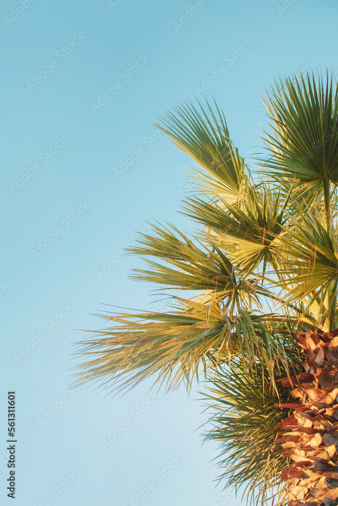 Palm tree with big green leaves in warm sunset sunlight on blue summer sky background. Tropical vaca