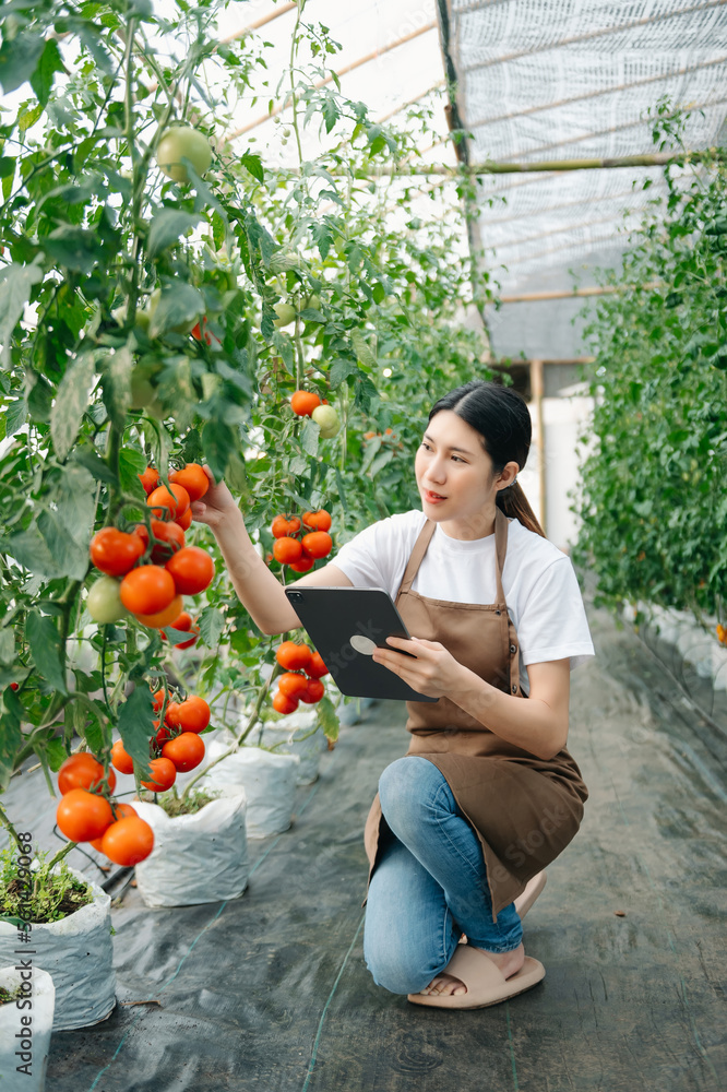 农妇在温室里用数字平板电脑观看有机番茄，农民在工作