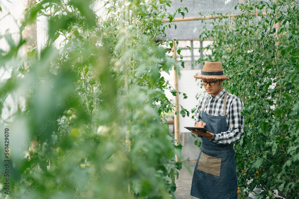 farmer man watching organic tomatoes using digital tablet in greenhouse, Farmers working in farming