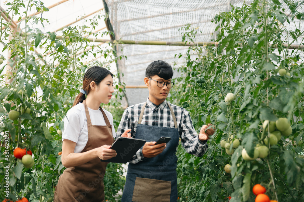 亚洲女性和男性农民在有机番茄农场合作。使用药片检查质量