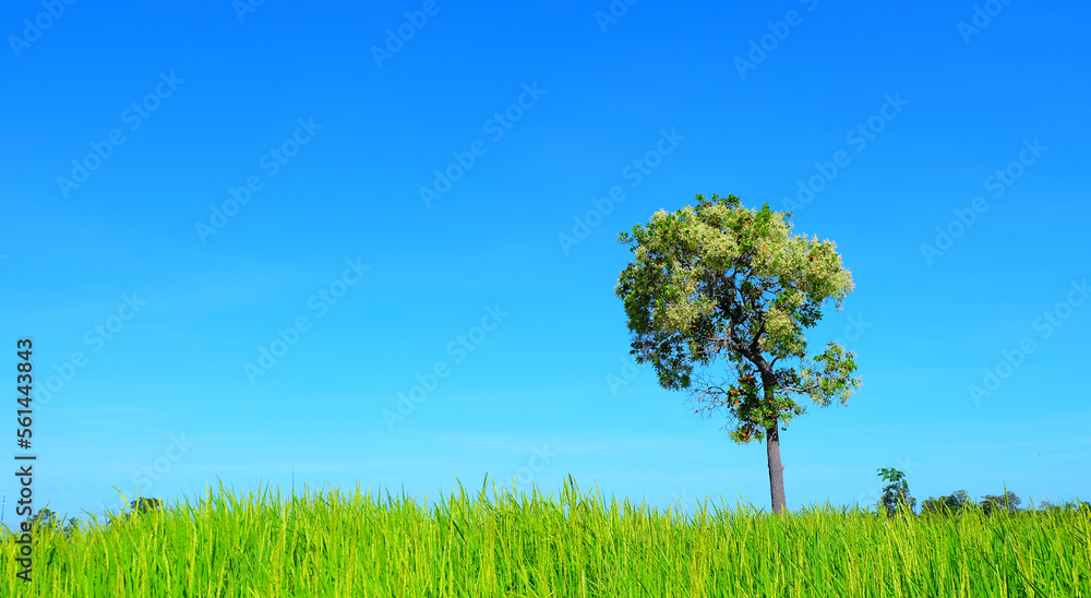 保护环境，蓝天背景下的树木。绿草如茵。