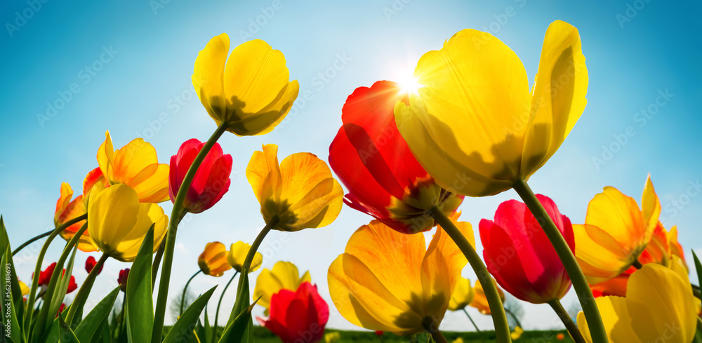 Gorgeous red and yellow tulips growing towards the spring sun in the clear blue sky