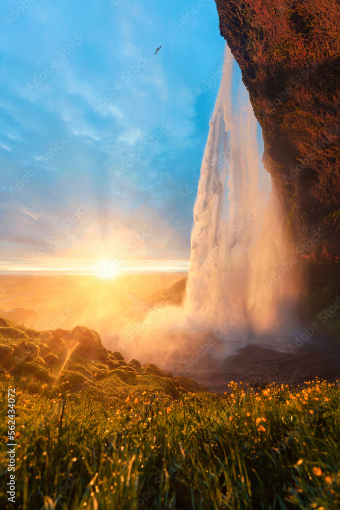 Majestic Seljalandsfoss waterfall flowing with midnight sunset shining and flower field in summer at