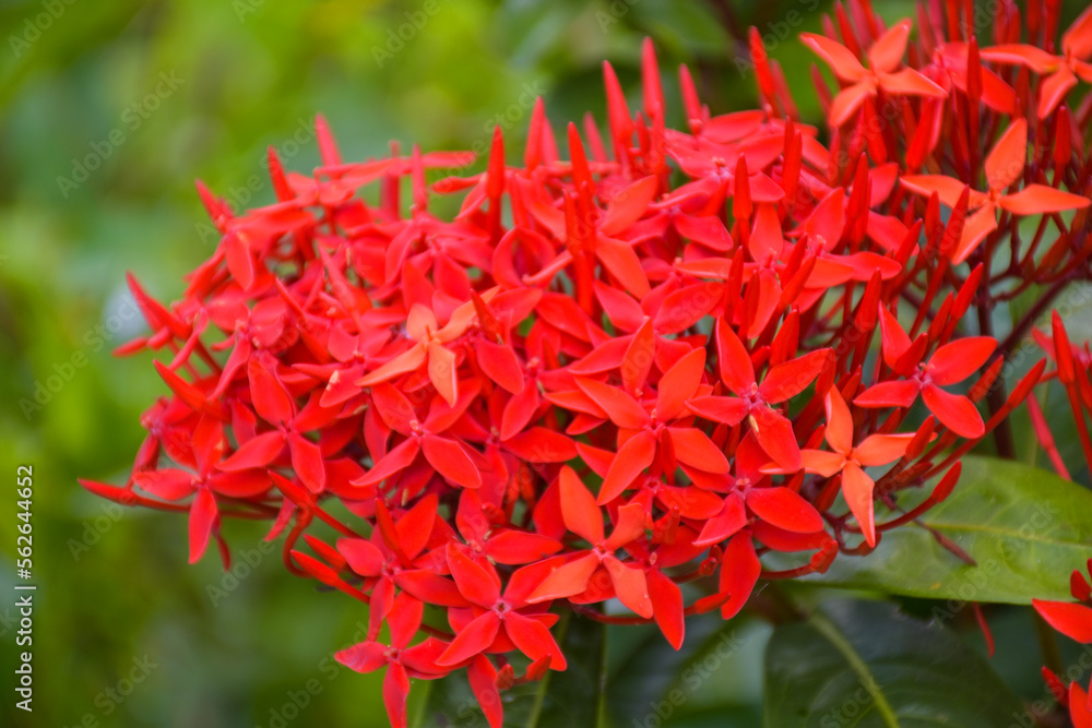 红针绽放花瓣，花园里的自然之美