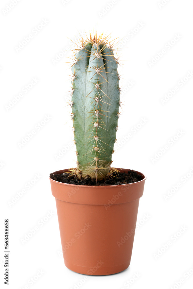 Small cactus in pot on white background