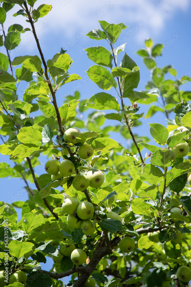 蓝天下，苹果树的绿色树枝上结着未成熟的果实