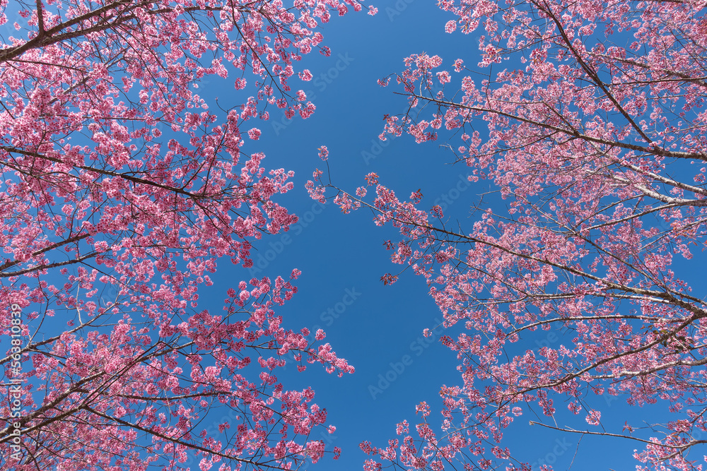 野生喜马拉雅樱桃或被称为泰国的樱花，背景是蓝天。