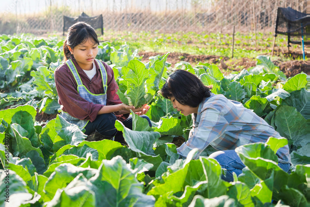两个女人在花园里摘蔬菜