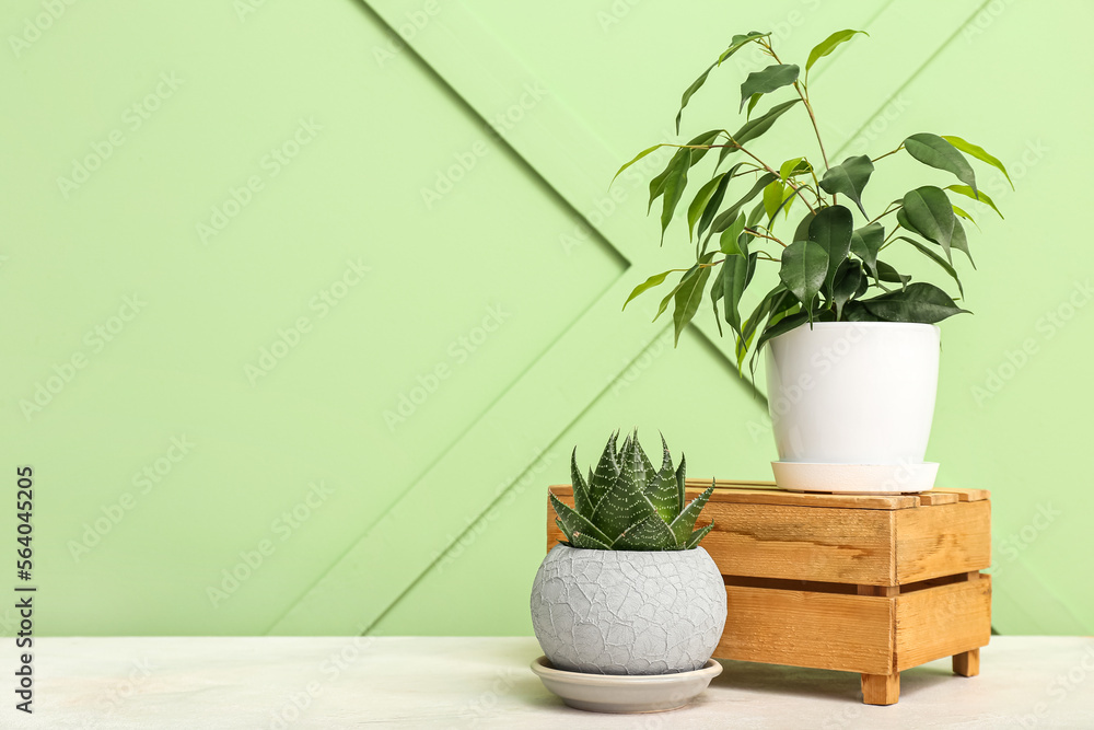 绿色墙壁附近的桌子上放着盆栽植物的木箱