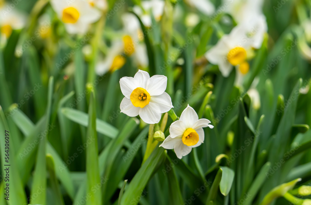 narcissus blooming for chinese new year