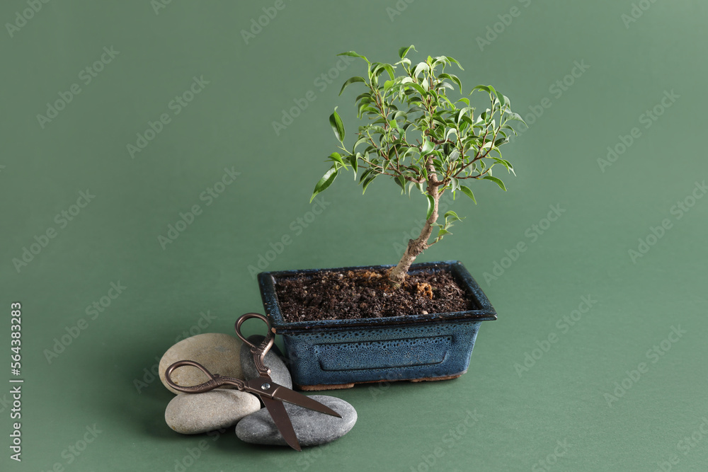 Bonsai tree with stones and scissors on green background