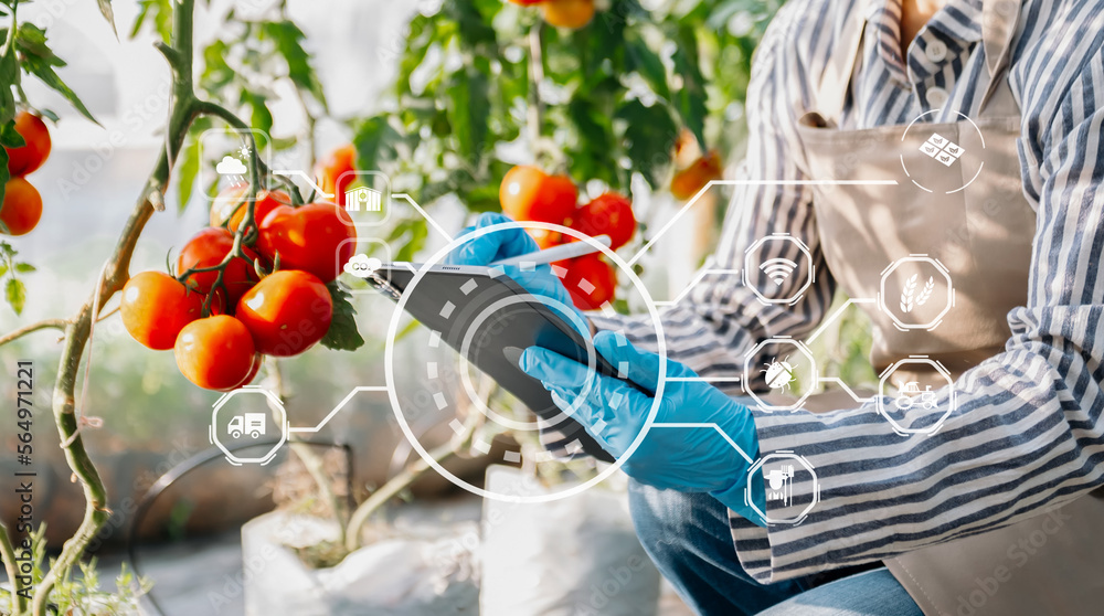 智能农民在温室里使用平板电脑概念的现代蔬菜和番茄应用程序。以及vi