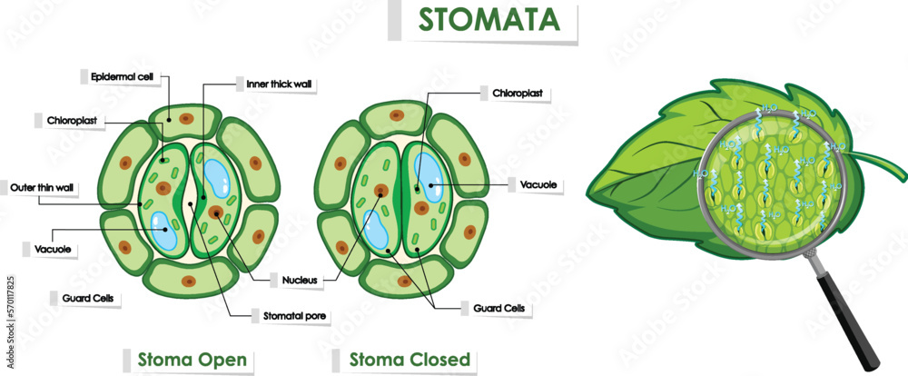 The opening and closing of stomata
