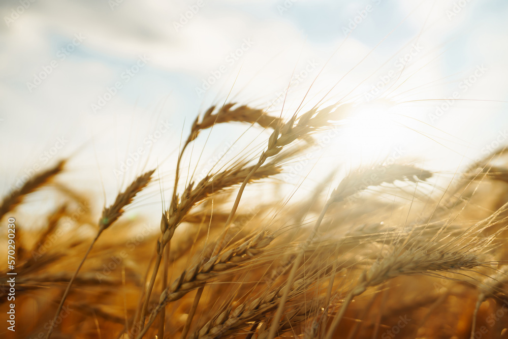 Wheat field. Ears of golden wheat close up. Beautiful Nature Sunset Landscape.