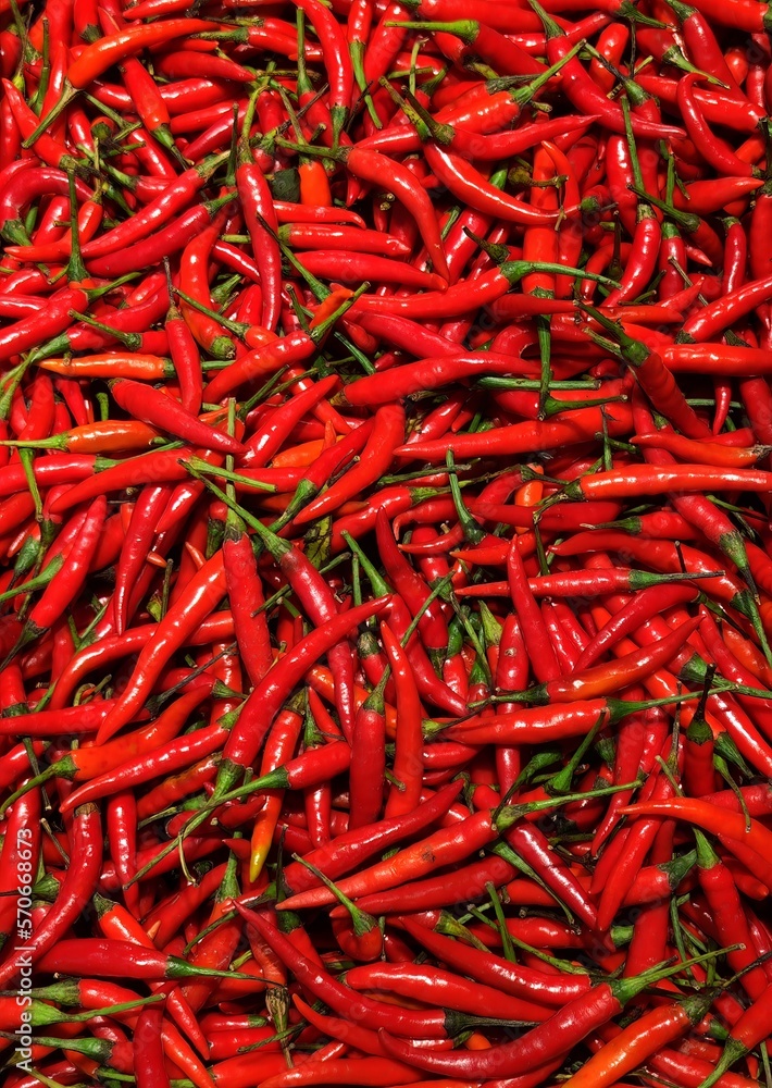 Fresh Red Hot Chillies pile Background. Top view.