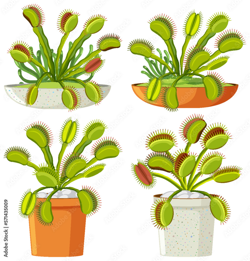 Set of venus flytrap plants isolated