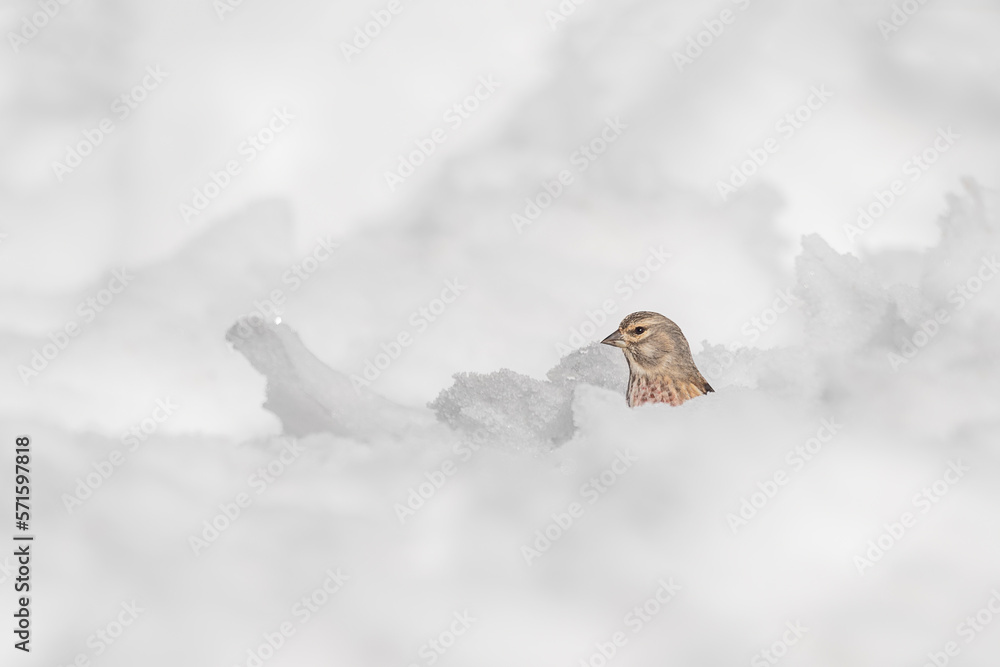 Hiding in the snow, the common linnet male in winter season (Linaria cannabina)