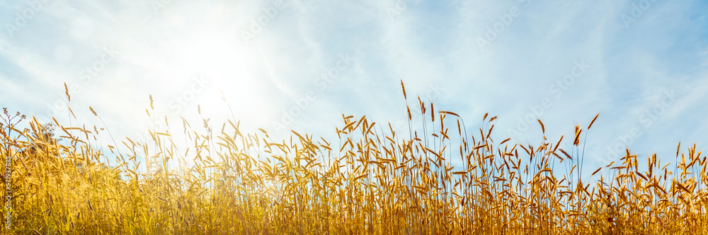 Ears of golden wheat on sunny blue sky close up background