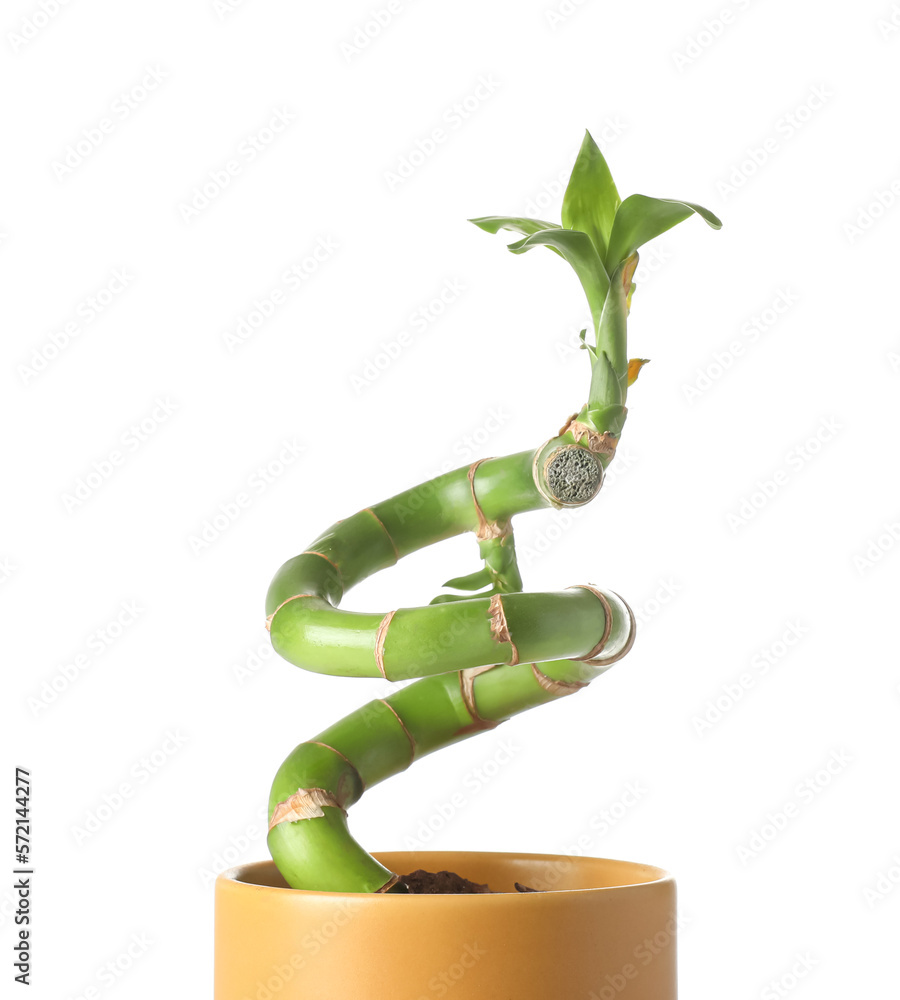 Potted bamboo plant isolated on white background